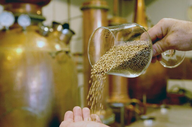 Die Samen des Korianders haben einen zitronigen Geschmack und werden unter anderem zur Herstellung von Gin verwendet. – Bild: Henry Wein