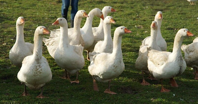 Alle Jahre wieder: Zum Familienfest kommt an Weihnachten bei den meisten Bayern traditionell ein Braten auf den Tisch.; Wohl dem, der seine Weihnachtsgans rechtzeitig reserviert hat: Kurz vor Heiligabend ist kaum mehr ein Vogel für den Festtagsbraten zu bekommen.; Die Gans – noch immer der beliebteste Klassiker beim Weihnachtsmenü. Die meisten Tiere sind schon seit dem Sommer vorbestellt. Wer zu spät kommt, geht leer aus. – Bild: BR/​isarflimmern fernsehproduktion GmbH/​Roland Dietl