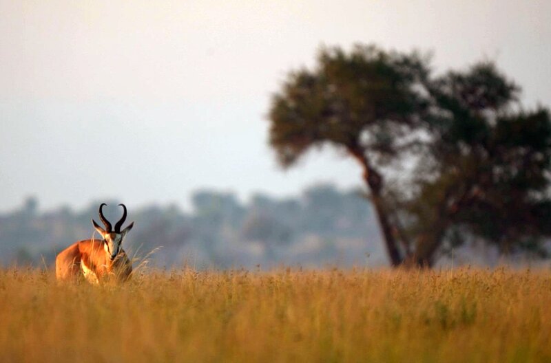 Die Kalahari-Wüste in Botsuana wird seit fast tausend Jahren von dem Volk der „San“ bewohnt. – Bild: ARTE F /​ Elephant Doc