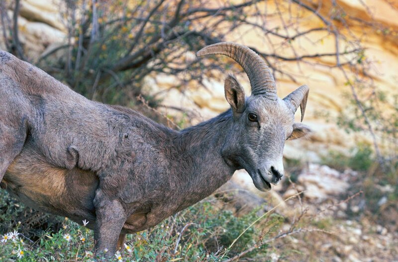 Der Grand Canyon ist die Heimat unzähliger Tierarten, darunter Dickhornschafe. Ihr Revier liegt am trockenen Südrand der Schlucht. – Bild: French Connection Films