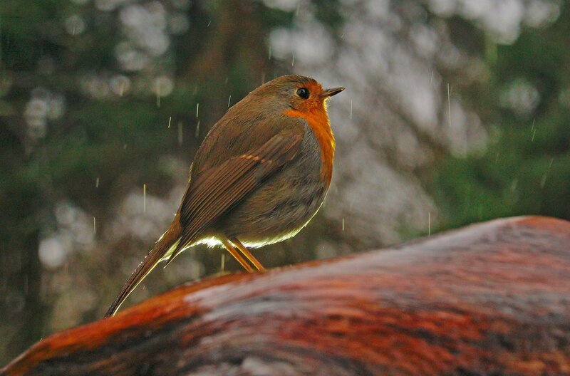 Die rote Brust des Rotkehlchens ist mit einer christlichen Legende verbunden. – Bild: WDR/​Robin Jähne/​Längengrad Filmproduktion