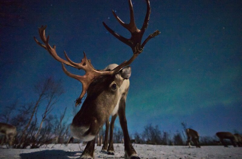 Tierische Weihnachten – Bild: WDR/​Roland Gockel/​Längengrad Filmproduktion