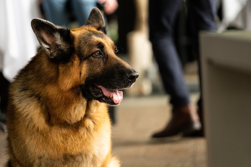 Rex (Diesel vom Burgimwald) – Bild: Derm Carberry