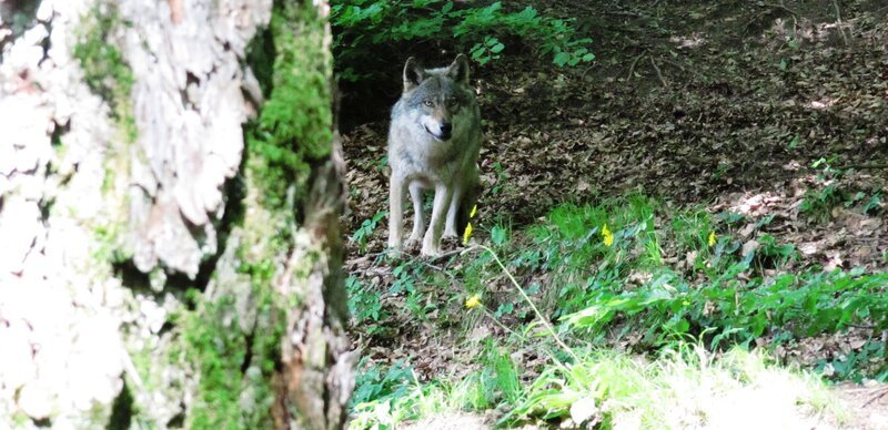 Zwei Wölfen verschiedener Herkunft ist es in Europa zum ersten Mal gelungen, sich neue Korridore zu schaffen. Damit finden zwei jahrhundertelang getrennte Populationen zueinander – und zwar in den Zentralalpen Italiens. – Bild: BR/​Andrea Gazzola