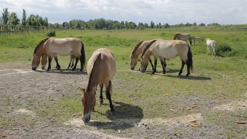 Wie wild ist das Wildpferd 4; © BR/​Text und Bild Medienproduktion GmbH & Co. KG – Honorarfreie Verwendung gemäß AGB im redaktionellen Zusammenhang mit genannter Sendung bei Nennung „Bild: BR/​Text und Bild Medienproduktion GmbH & Co. KG“. Andere Verwendung nur nach Absprache. KiKA Marketing & Kommunikation – bildredaktion@kika.de Telefon: +49 361.218⁠–⁠1826 – Bild: BR/​Text und Bild Medienproduktion GmbH & Co. KG/​KiKA