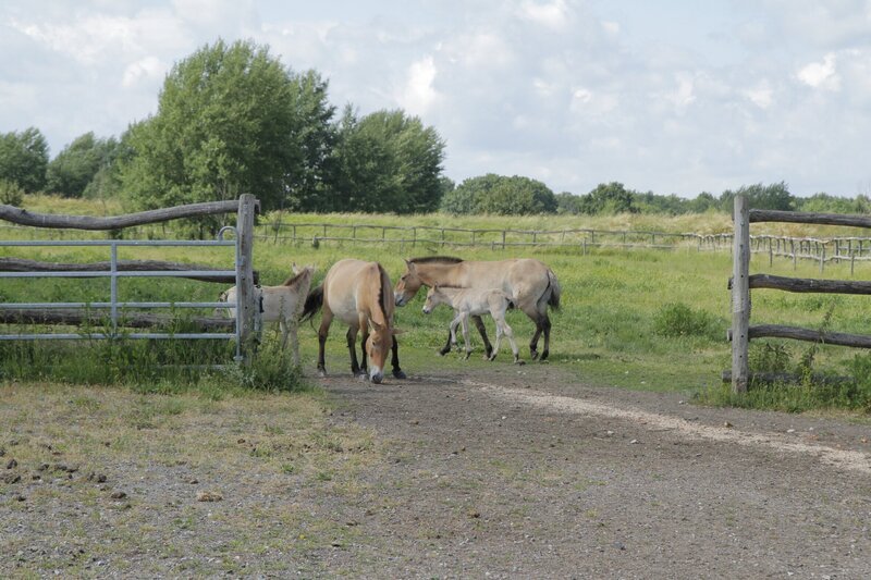 Die Zucht von Przewalski-Pferden in der Döbritzer Heide ist sehr erfolgreich. Jedes Jahr werden Fohlen geboren. – Bild: BR/​Text und Bild Medienproduktion GmbH & Co.KG