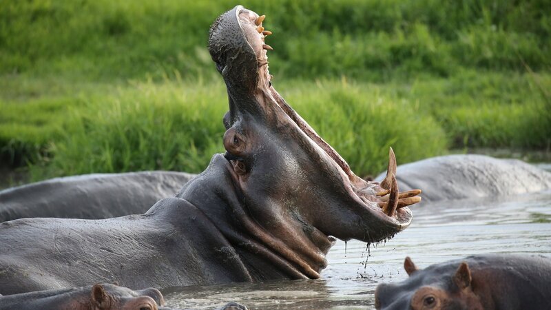 Flusspferde können sehr aggressiv werden. Jedes Jahr werden Menschen von ihnen tödlich verletzt. – Bild: ZDF und Andreas Kieling
