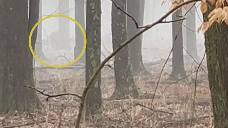 A large creature, possibly a bigfoot, is seen in the foggy woods in at state park in Ohio, the figure is circled – Bild: Danielle Amburgey