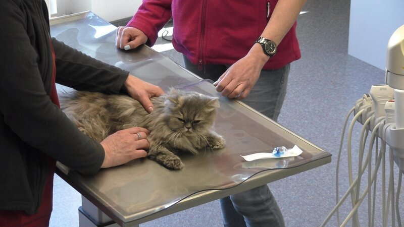 Die Perserkatze „Tipsy“ frisst nicht richtig. Die Besitzerin ist krank vor Sorge und befürchtet, dass die Katze im Spiel Geschenkband gefressen hat. – Bild: VOX /​ Fandango