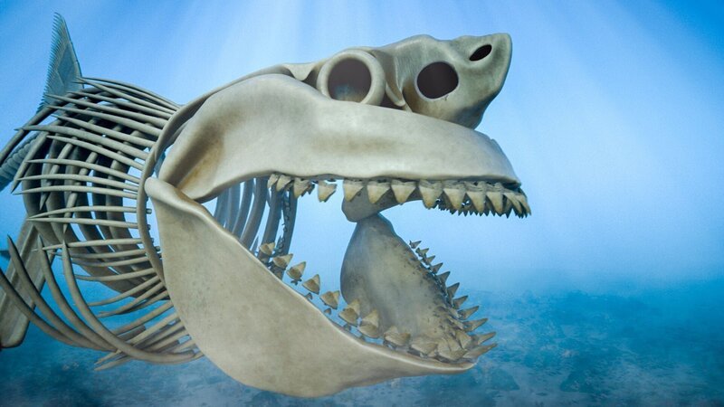 Mega-Hai – Bild: RTL /​ © 2022 Windfall Films Ltd.