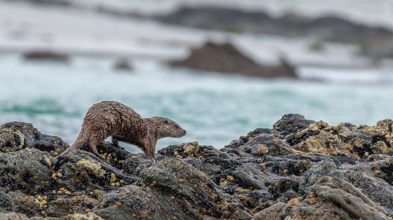 Otter finden einen großen Teil ihrer Nahrung im Wasser. Ihr dichtes Fell sorgt dafür, dass sie trotz ständiger Nässe nicht frieren. – Bild: NDR/​Martina Andrés/​Doclights Nat