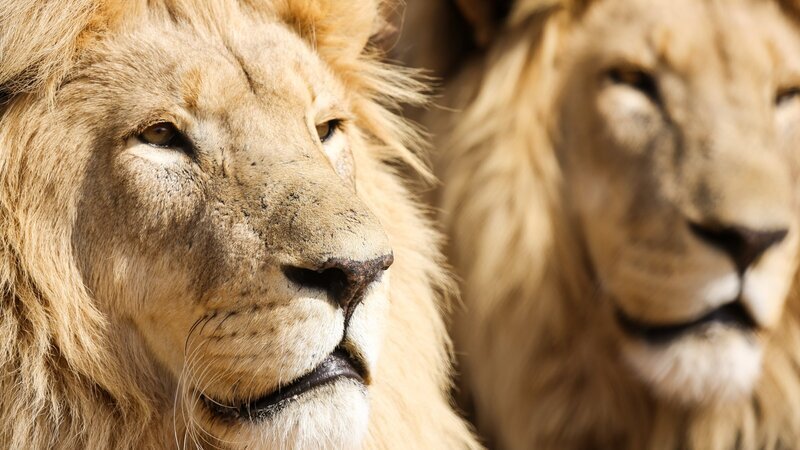 Löwen in Lionsrock. – Bild: ZDF und ORF/​Rilk Film/​Andreas Laschober