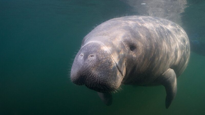 A gentle giant looking for some scratchs. This was taken in the Crystal River estuary system. In the winter the manatees come into the rivers to flee the cold ocean water. The spring fed rivers are a constant 72F year round. – Bild: Steven Trainoff Ph.D.