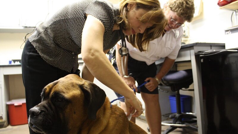 Lisa and Sarah with Brutus. – Bild: Discovery Communications, LLC