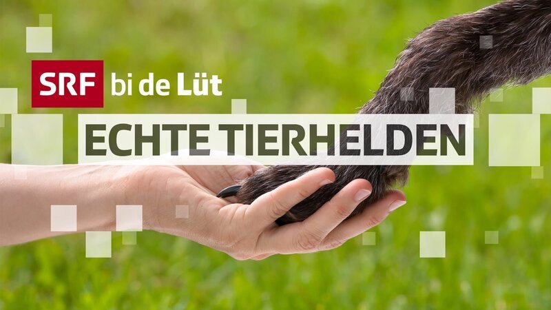 Bild: SRF