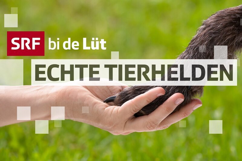 SRF bi de Lüt – Echte Tierhelden Keyvisual 2020 – Bild: SRF