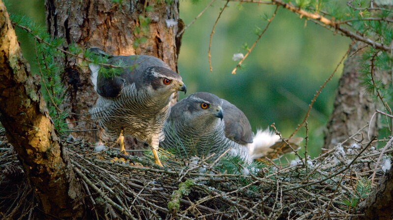 Wald der wilden Ponys – Bild: NDR/​Terra Mater & Big Wave Productions/​Sarah Cunliffe