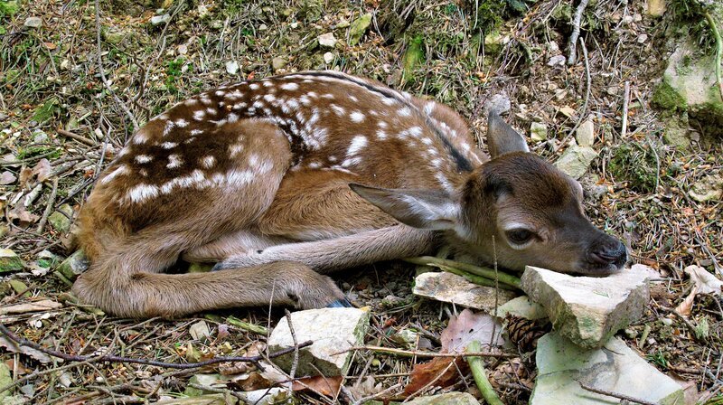 Neugeborenes Hirschkalb im wildromantischen Wispertal, einem der waldreichsten Seitentäler des Mittelrheins. – Bild: WDR/​Rolf J. Möltgen