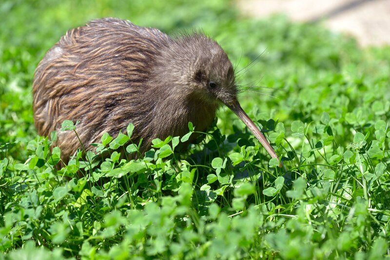 Kiwi-Jungtier im Zoo Berlin. – Bild: rbb/​Thomas Ernst