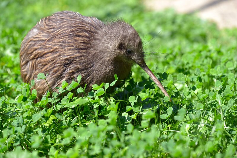 Kiwi-Jungtier im Zoo Berlin. – Bild: rbb/​Thomas Ernst