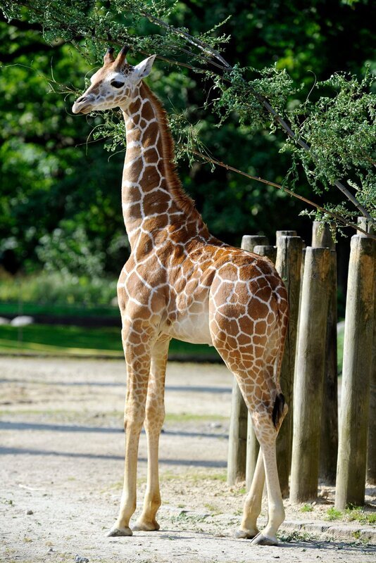 Giraffe Mugambi im Zoo Berlin. – Bild: rbb/​Thomas Ernst