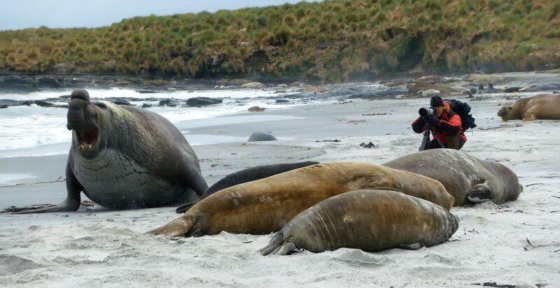 Auf den Falklandinseln beobachtet Andreas Kieling südliche Seeelefantenbullen bei ihren Revierkämpfen. – Bild: ZDF und Frank Gutsche