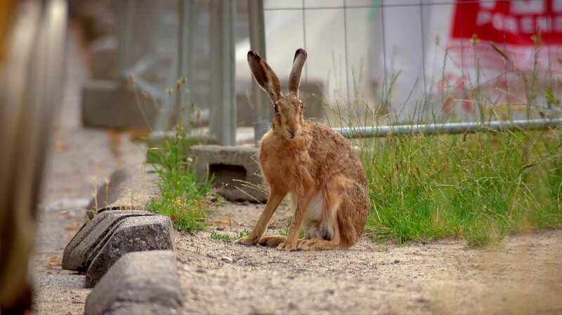 Berlin ist voller Naturspektakel und wilder Nachbarn. Über 200 Wildtierarten gibt es in der Stadt. Tendenz steigend. Ob Biber, Fledermaus oder Nachtigall: Die wilden Berliner haben sich längst in den vielfältigen ökologischen Nischen der Stadt eingerichtet. In Folge 1 geht es um Biber, Fledermaus und Nachtigall. – Feldhase in Marzahn. – Bild: rbb