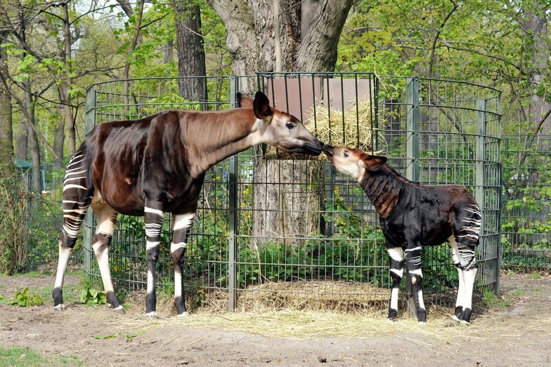Mitten in Berlin gibt es zwei Oasen für Tiere: den artenreichen Zoo Berlin und den größten Landschaftstiergarten Europas, den Tierpark Berlin. Hier kommen unzählige Zoobabies auf die Welt. Vor zwei Monaten wurde das Okapimädchen Bashira geboren. – Bild: rbb/​Thomas Ernst