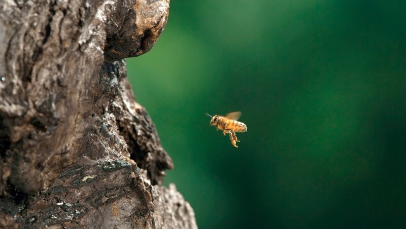 Tagebuch einer Biene – Bild: Brian McClatchy /​ WDR /​ WDR/​Brian McClatchy