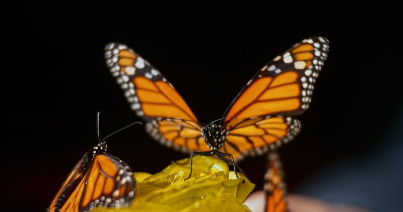 Monarch Butterflies – Bild: Getty Images