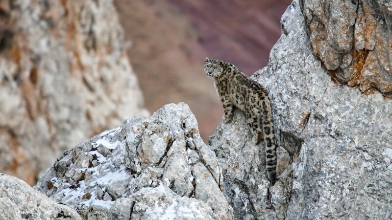 Schneeleopard – Bild: RTL /​ Terra Mater /​ Da Jie
