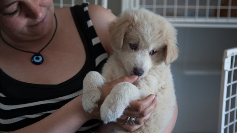 Dr Jeff and a small team head to Romania to help animals in need. – Bild: Discovery Communications