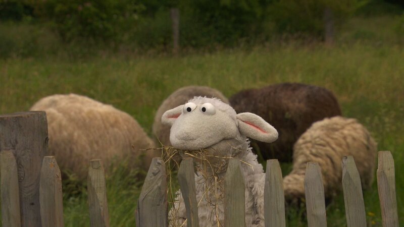 Wolle lebt bei einer Schafherde. – Bild: NDR/​Sesame Workshop