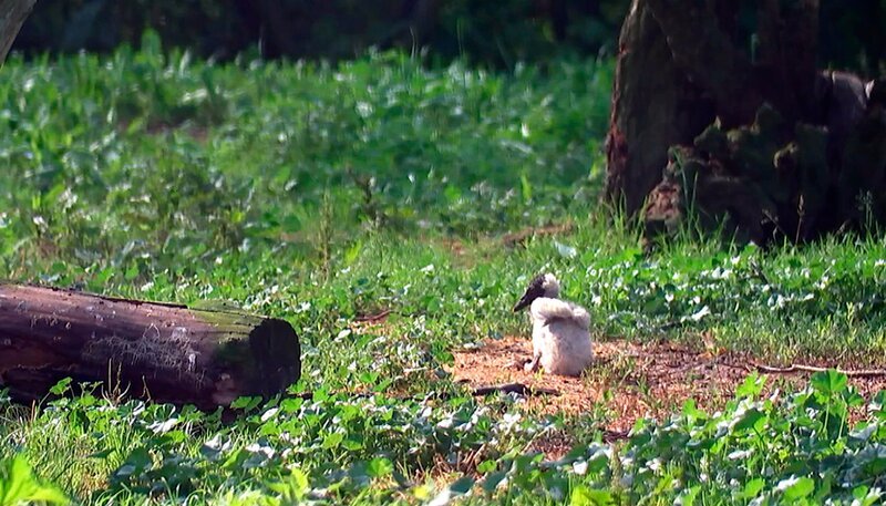 Im Tierpark in der Storchenkuppel ist ein Jungtier aus dem Nest gefallen. – Bild: rbb/​Dokfilm
