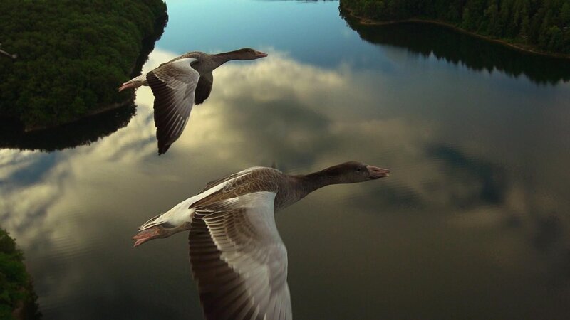 Gänse im Flug über einem Gewässer – Bild: RTL