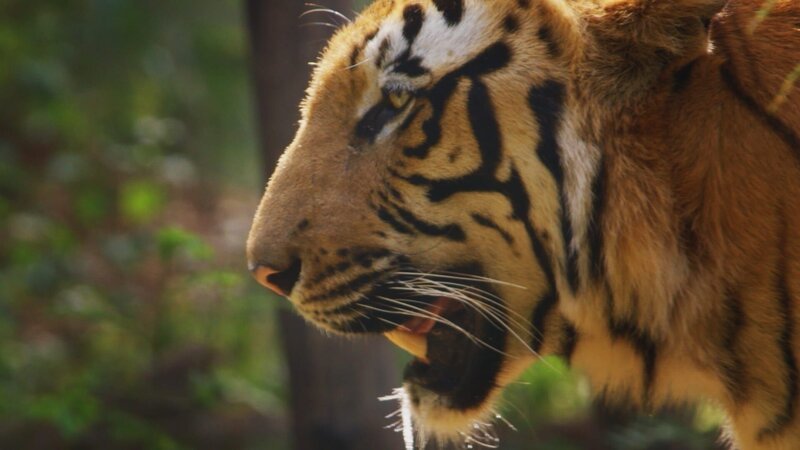Frank with bathing elephants. – Bild: Animal Planet