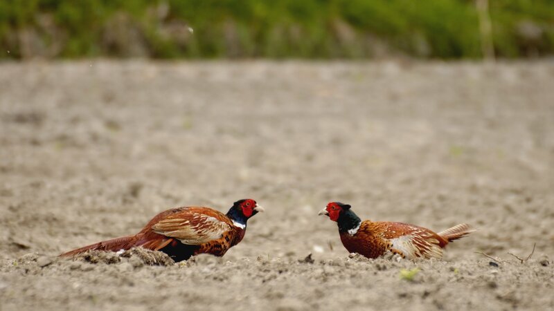 Im Frühling liefern sich Fasane Hahnenkämpfe im Nordteil des Comer Sees. – Bild: ZDF und arte/​Ricardo Garzon.