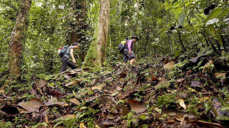 Wandern im Dschungel. – Bild: phoenix/​ZDF