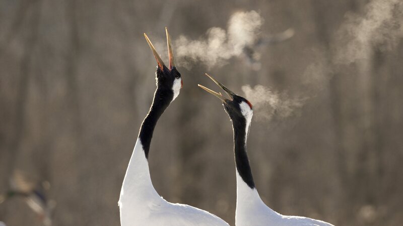Ein Pärchen Mandschurenkraniche beim Duett in Japan. – Bild: ZDF und BBC Studios