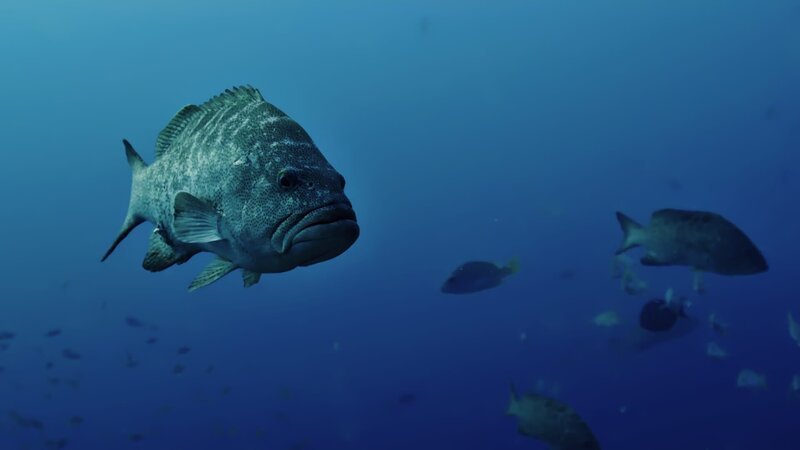 Ein Riesen Zackenbarsch im Golf von Kalifornien. – Bild: Radio Bremen, Bremedia Produktion GmbH