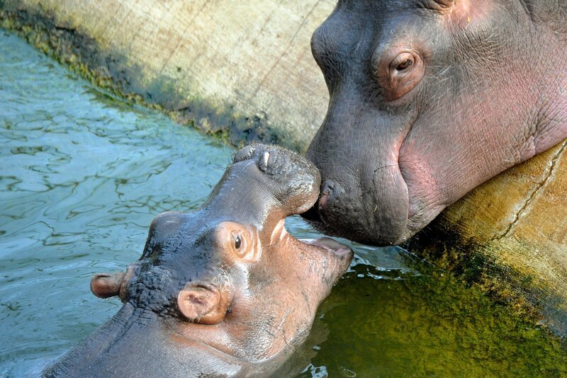 Reviertierpfleger Uwe Fritzmann besucht die Flusspferde mit einem Frühstückssnack. Flusspferdjunge Max, drei Monate alt, ist noch nicht an den Futterpellets interessiert. Er liebt immer noch rund um die Uhr die Milch von Mutter Kathi. Nach dem Snack geht es für alle in das Wasserbecken. – Bild: rbb/​Thomas Ernst