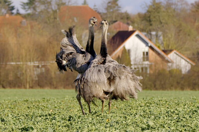 Echte Streithähne: Nandus bei der Balz in Mecklenburg – Bild: arte/​Erik Sick