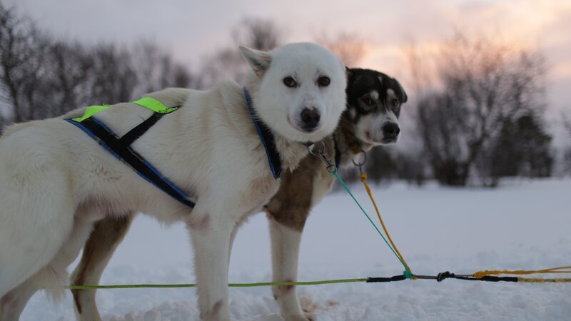 Sie schlafen draußen, werden nur einmal am Tag gefüttert und trinken Schnee: Schlittenhunde. – Bild: ZDF/​Karola Körber
