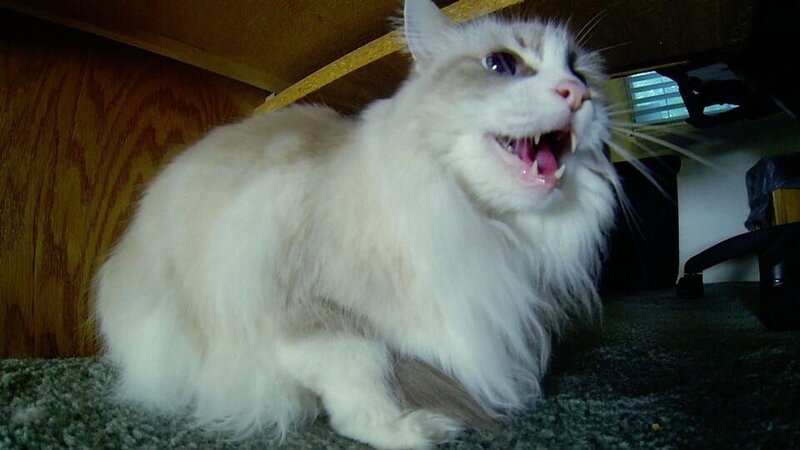 Symone the cat. – Bild: Animal Planet /​ Discovery Communications