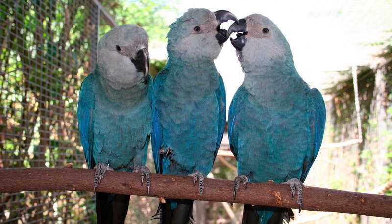 Heute ist ein besonderer Tag für den jungen Spix-Ara, den Kurator Matthias höchstpersönlich mit der Hand aufgezogen hat. Der wohl seltenste Vogel der Welt soll heute das Fliegen lernen. Wie wird sich der blaue Papagei wohl bei seiner allerersten Flugstunde anstellen? – Bild: WDR/​Loro Parque