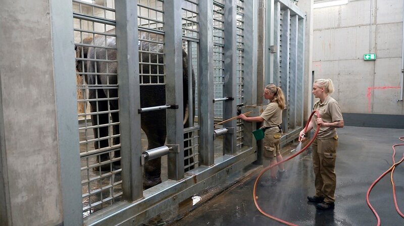 Elefanten-Kuh Indra ist eine echte Hannoveranerin! Sie wurde 1973 im Zoo Hannover geboren und ist als erfahrene Leitkuh der Mittelpunkt der Elefantenherde im Dschungelpalast. Annika und Marie lieben ihre Arbeit mit den Elefanten und können sich keinen besseren Arbeitsplatz vorstellen, auch wenn die Arbeit körperlich anstrengend ist. – Bild: NDR/​Doclights 2021
