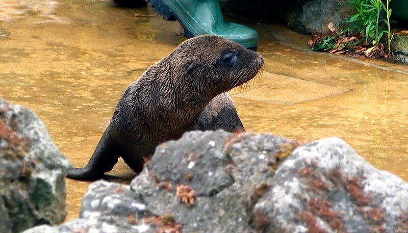 Der Seelöwenjunge Herrmann im Zoo Berlin, ist noch nicht ganz wasserfest. – Bild: rbb/​Dokfilm