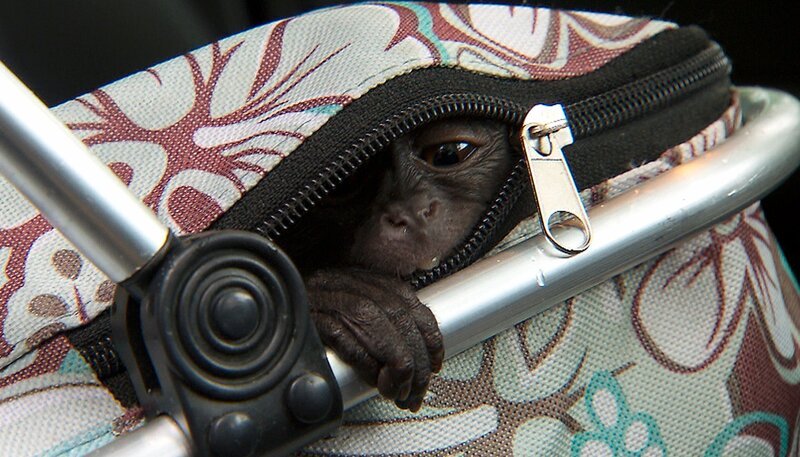 Die kleine Dianameerkatze auf großer Fahrt im Tierpark Berlin. – Bild: rbb/​Dokfilm
