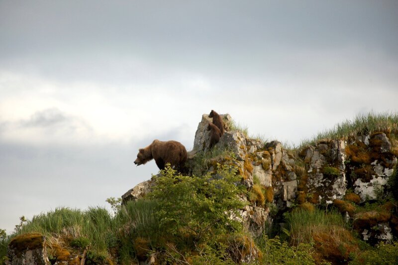 Aus sicherer Höhe beobachten Nadie und ihre Kinder das wilde Treiben im Tal: Kolossale Männchen kämpfen dort um die Gunst der Weibchen. Es ist Paarungszeit bei den Grizzlybären. – Bild: HR/​NDR/​Joseph Pontecorvo