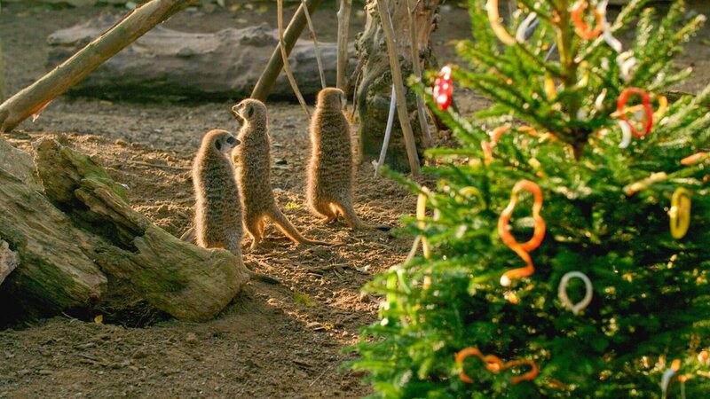 Die Erdmännchen freuen über den reichlich dekorierten Weihnachtsbaum. – Bild: ORF/​Universal